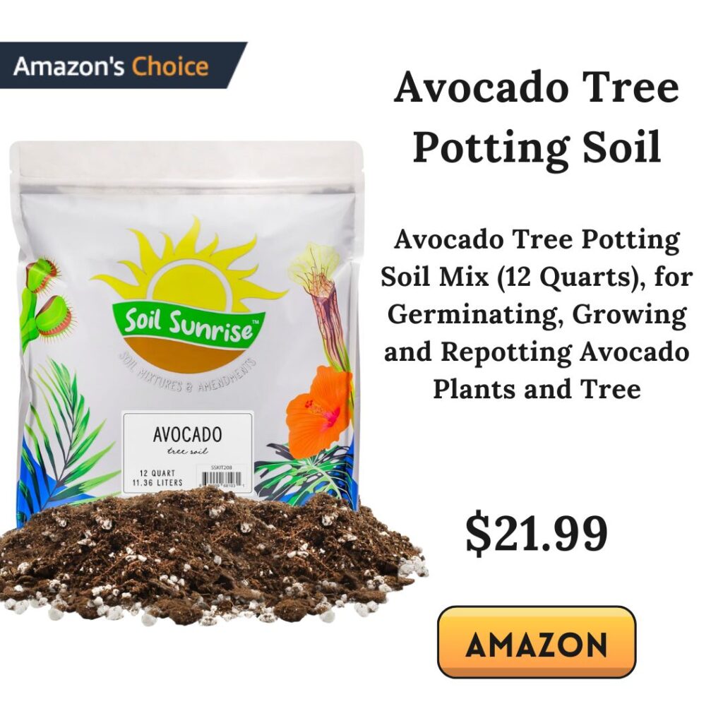potting soil for avocado trees
