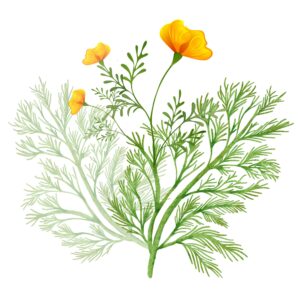 California Poppy