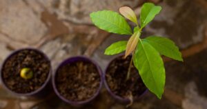 avocado tree in a pot