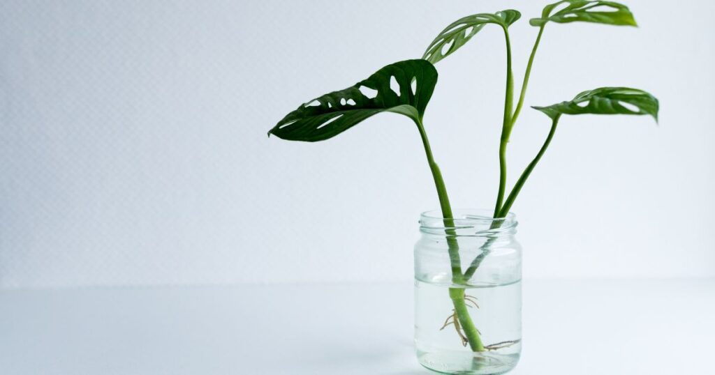 Water propagation of a Monstera plant - How To Propagate Monstera Plants