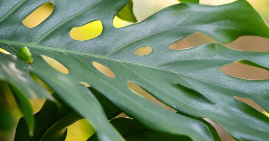 Monstera leaf up close