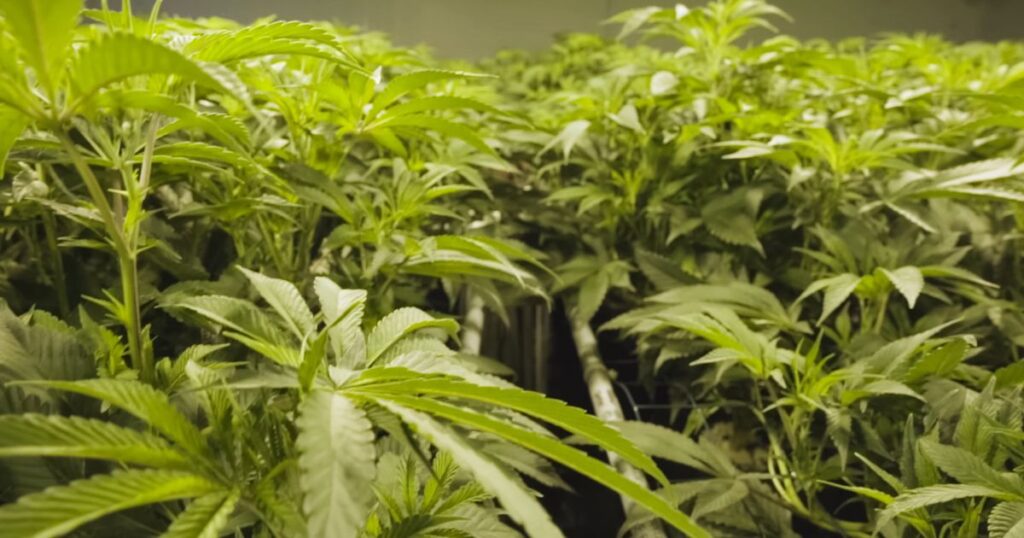 Hydroponic Fertilizer for Marijuana Plants