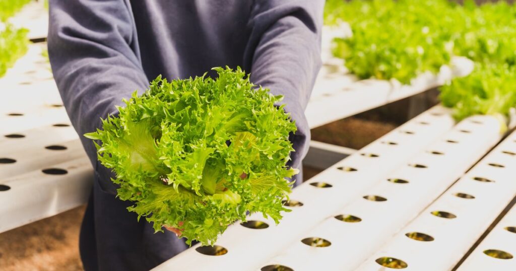 Hydroponic Fertilizer