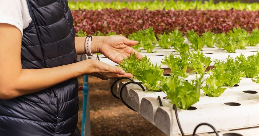 Hydroponic Fertilizer