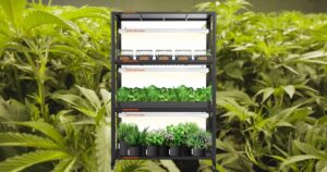 Hydroponic Racks